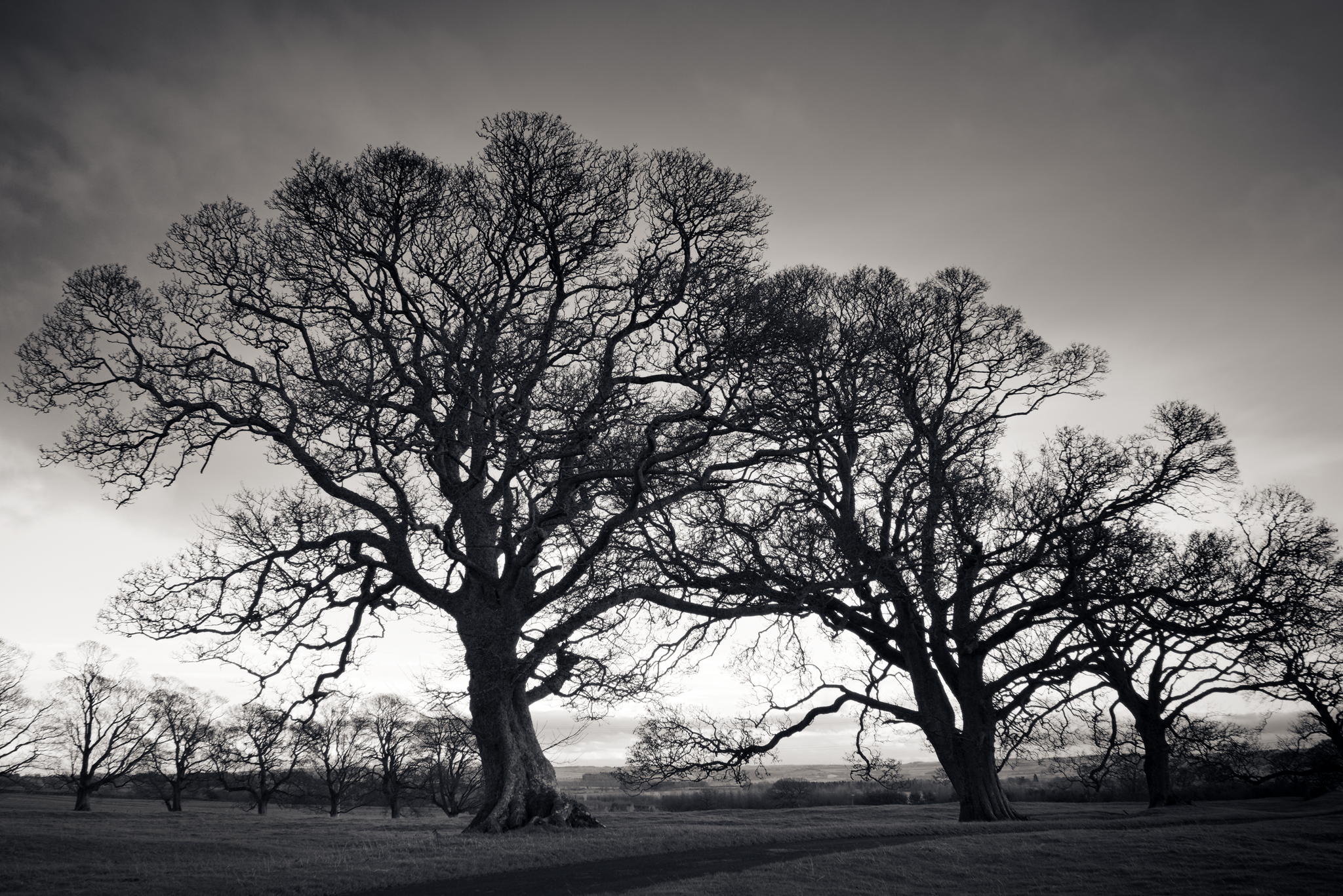 Monochrome photograph depicting a line of trees along a rural track across a field. (It's actually part of a driveway.)