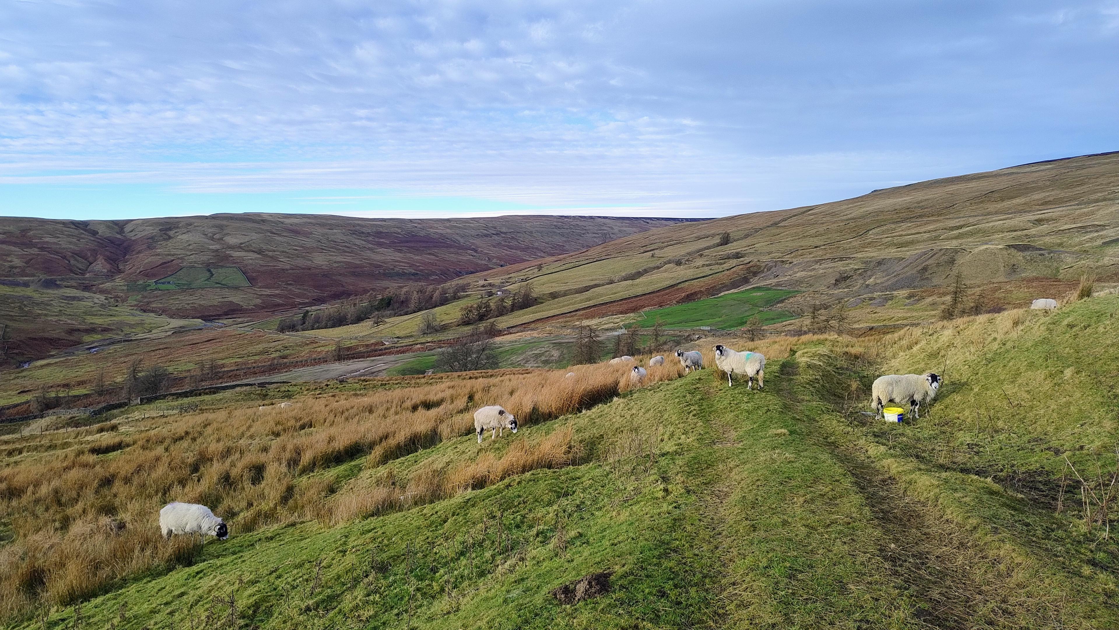 Countryside scene with grazing sheep and moorland hills in the background. A grassy farm track leads away across the fields.