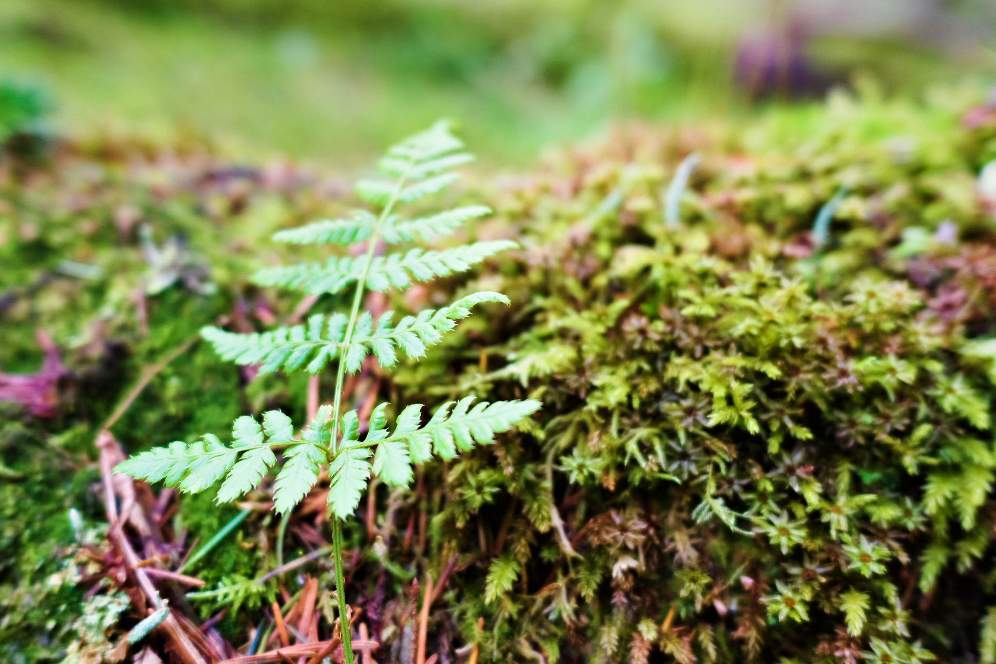 Small fern leaf, growing beside a fallen moss-covered tree.