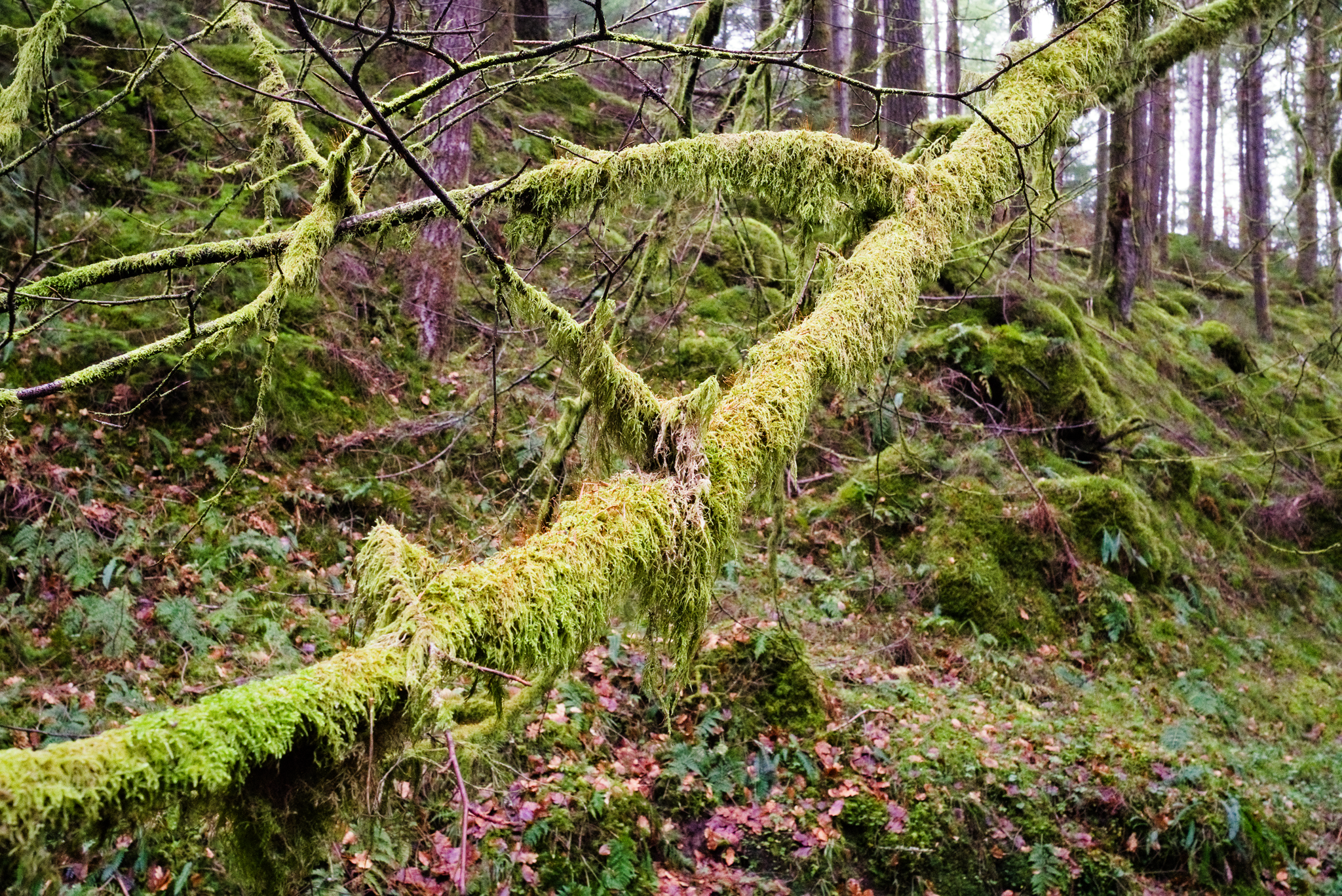 Flowing green moss growing on a drooping tree branch, against a mossy woodland background. Did I mention... moss?