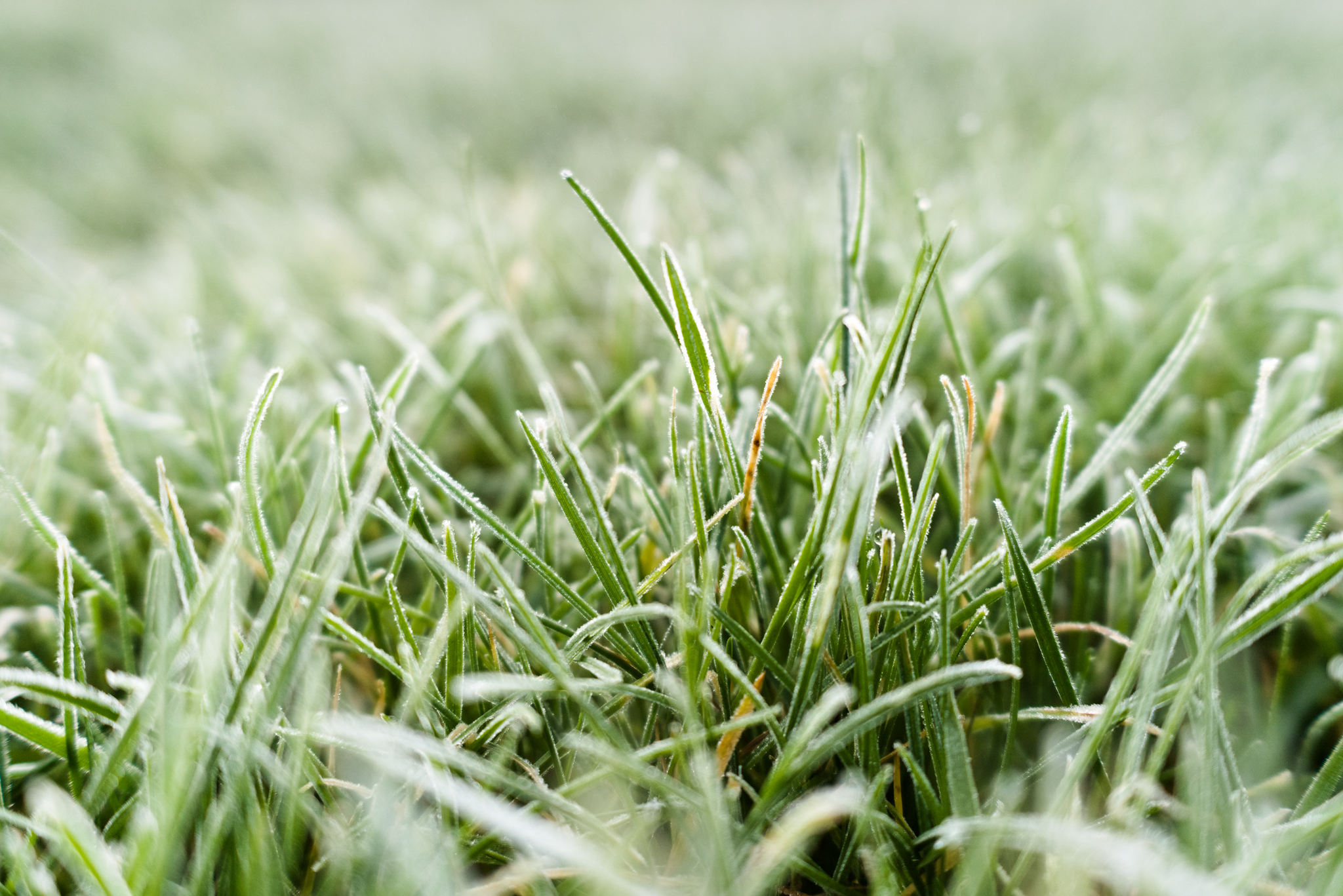 Close-up of slightly frosty grass.