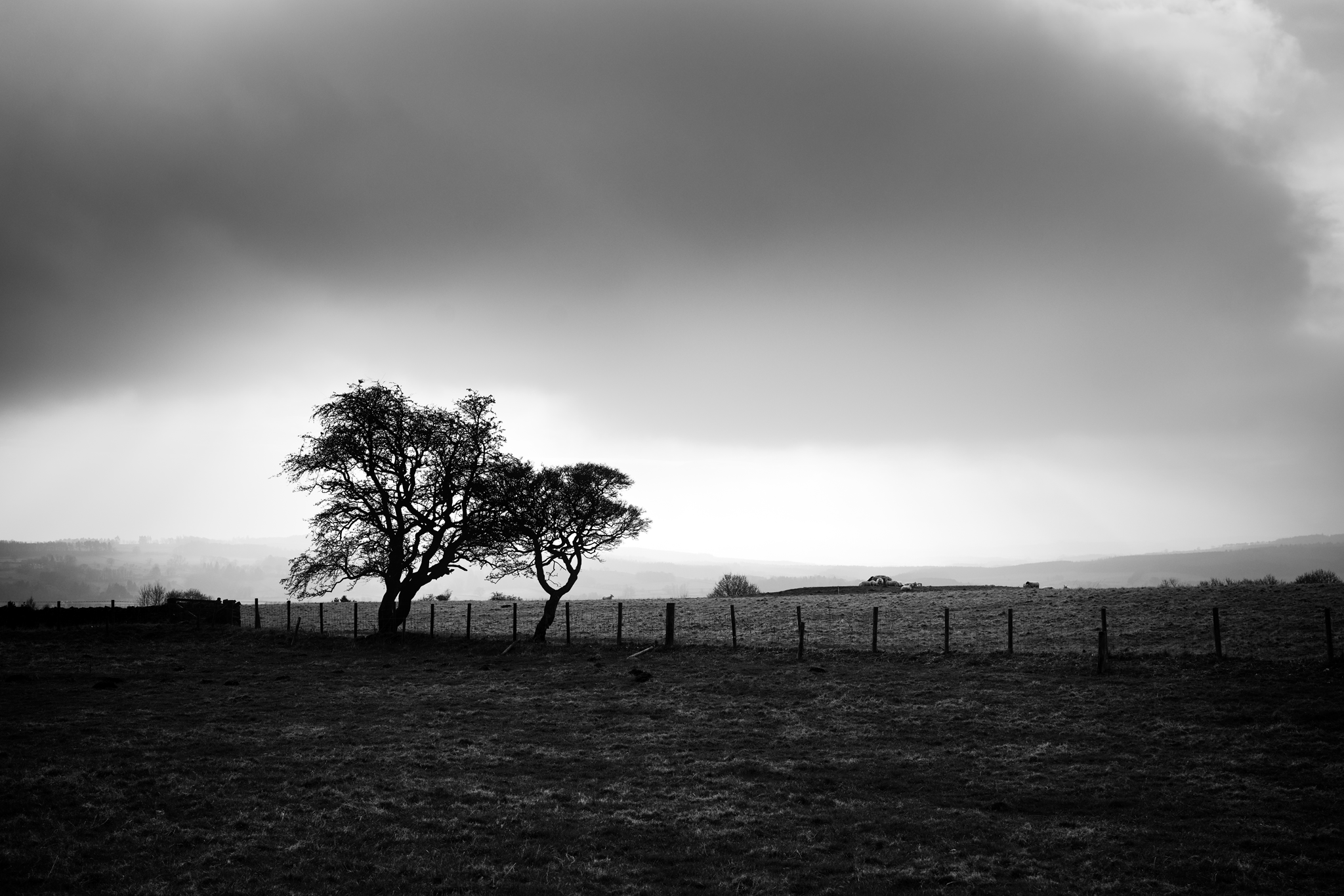 A pair of wintry trees silhouetted against a moody sky.