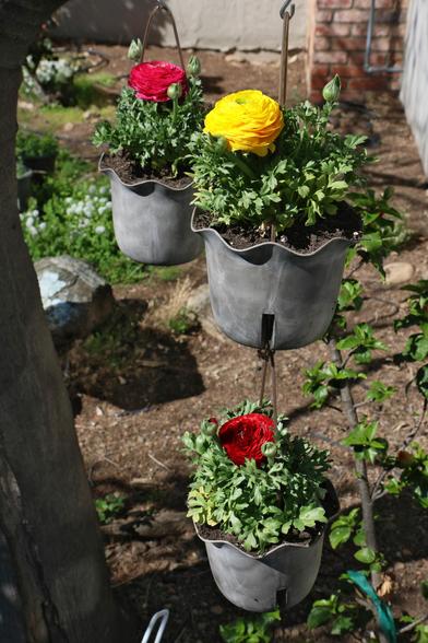 Three hanging pots, each containing a single ranunculus plant with a single intensely colored blossom, one in yellow, one in magenta, and one in red.