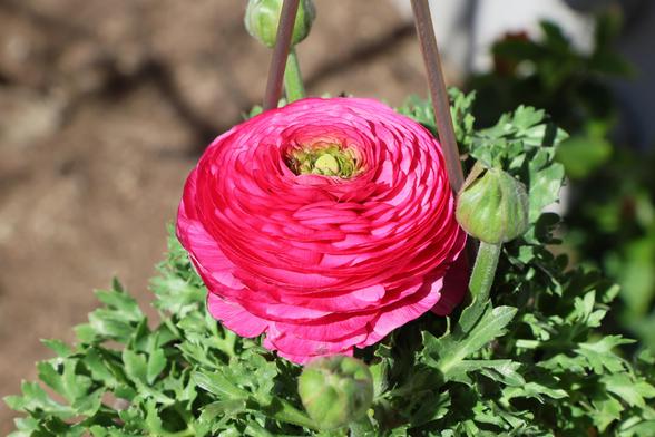An intensely bright magenta ranunculus flower, surrounded by small green leaves and unopened flower buds. The bloom looks more like brightly colored tightly-wrapped tissue paper than a real flower.