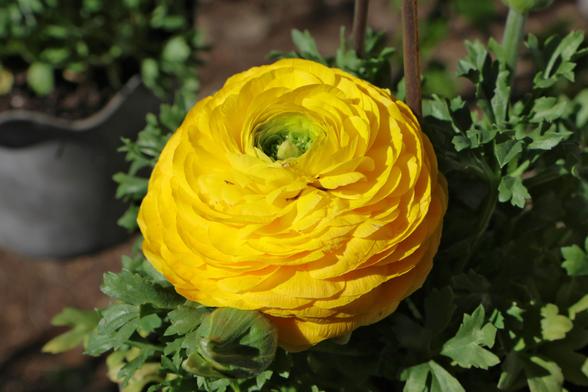 An intensely bright yellow ranunculus flower, surrounded by small green leaves and unopened flower buds. The bloom looks more like brightly colored tightly-wrapped tissue paper than a real flower.
