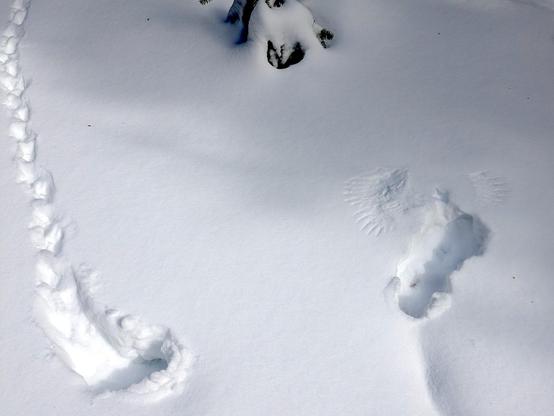Tracks of a small mouse? that end in the wingprints of a bird of prey, probably an owl, preserved in the new snow.
