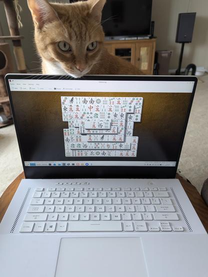 Head of a Ginger cat peering over the top of a laptop computer on his human's lap, where the cat should be instead.