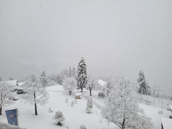 Snowy trees 