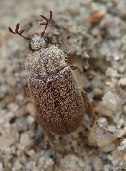 We look down on a fuzzy little sand-colored scarab-shaped beetle on a background of sand. His large, coffee-colored antennae jut out and forward from his head, spreading into three paddles at their ends. The antennae remind us of reindeer antlers, and the whole fuzzy creature could be the insect analog of a shaggy reindeer.