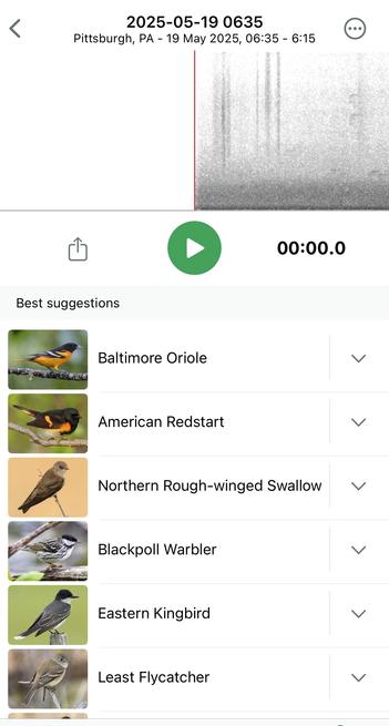 Merlin app screenshot showing Baltimore oriole, American redstart, and many more birds