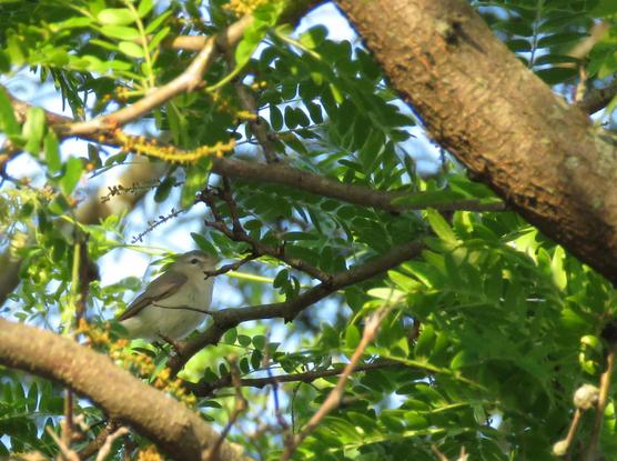 warbling vireo perched on branch