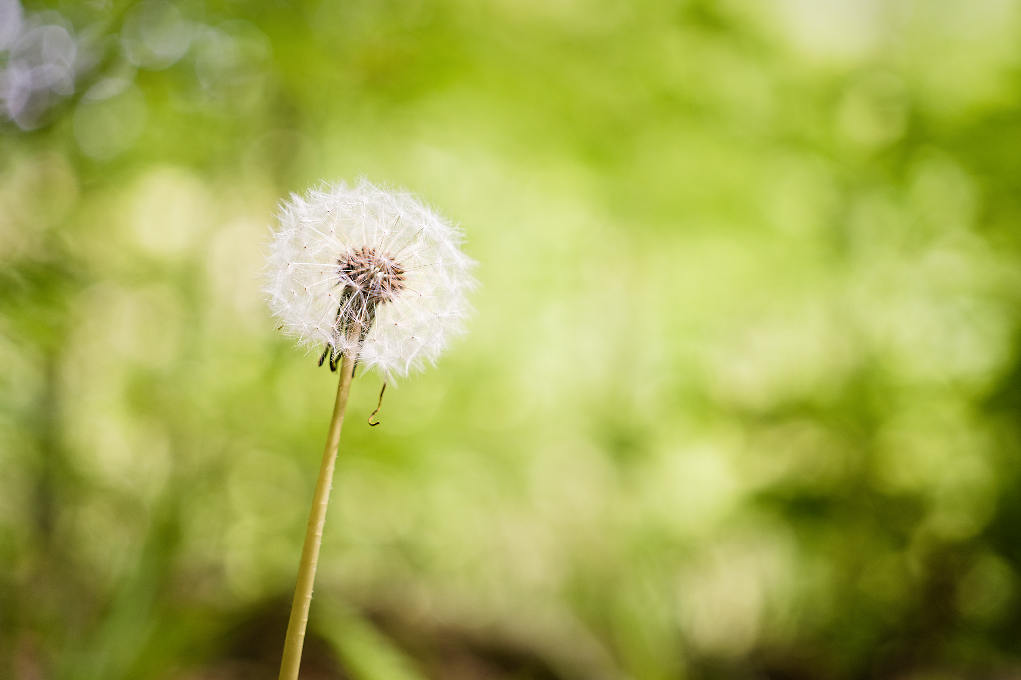 Dandelion seed head against a softly out of focus forest backdrop.