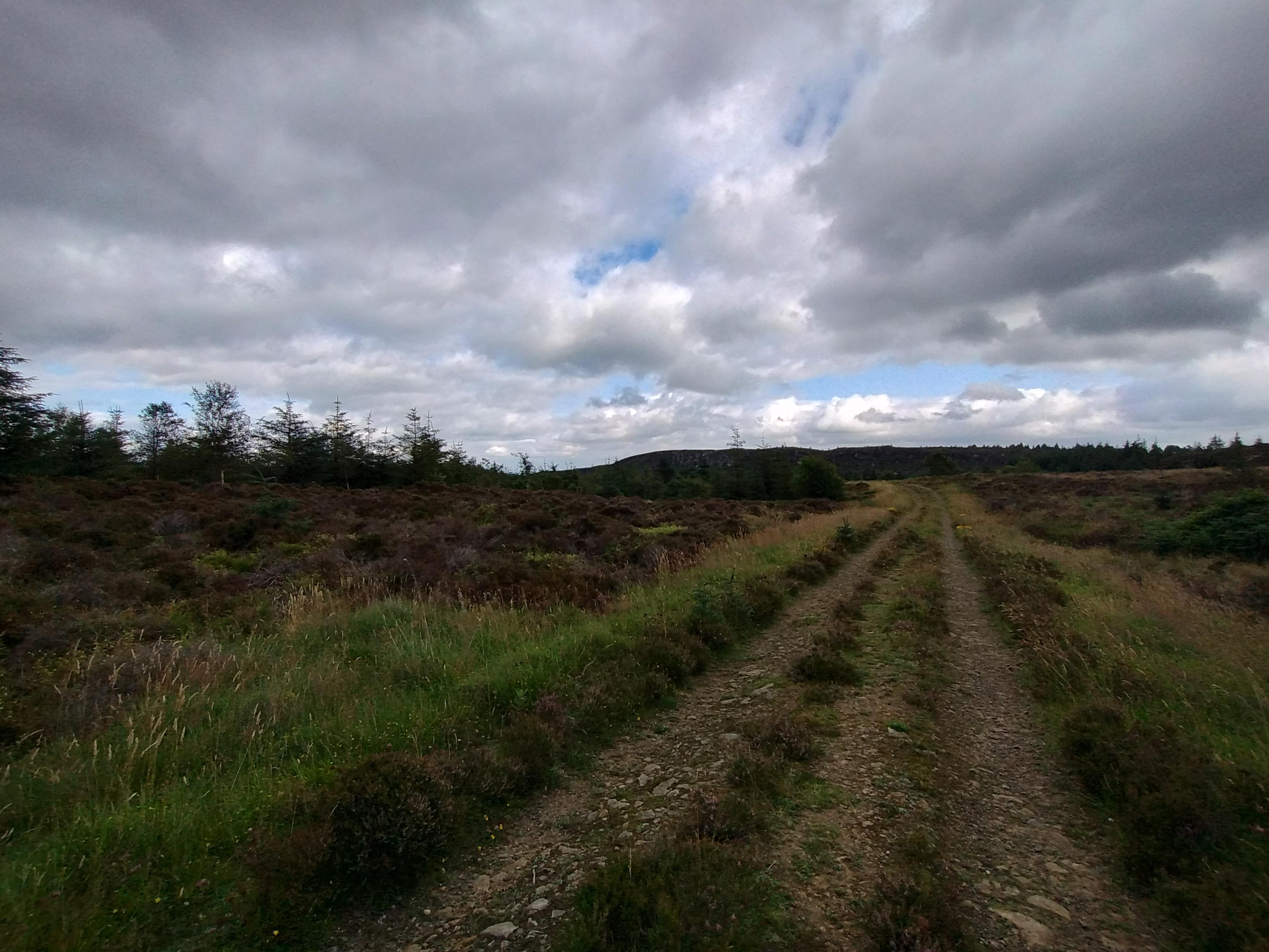 A gravel forestry road, Slightly grassy, leading towards a distant moorland escarpment.