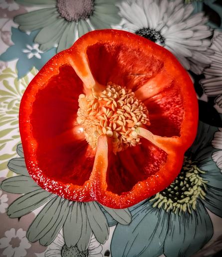 Top half of a sweet red pepper, cut facing the camera, all seeds intact.