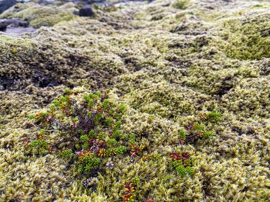 A carpet of moss