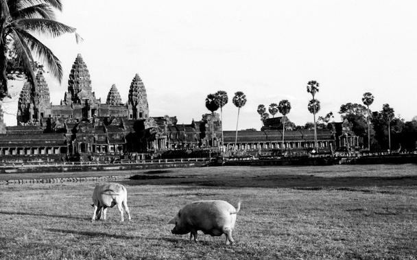 black and white photo of Angkor Wat (Cambodia) with a cow and a pig in the foreground.