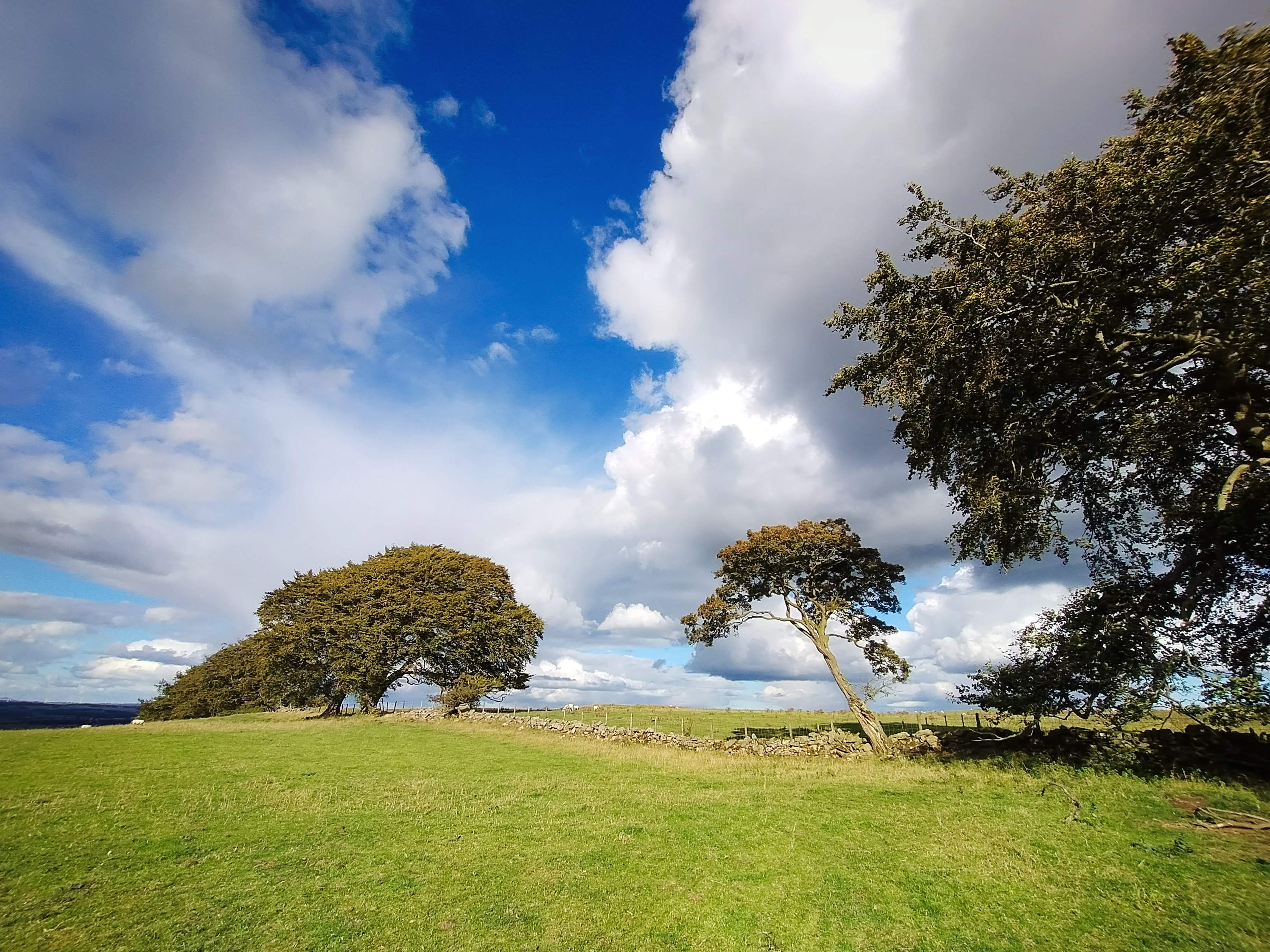 Sunny green field, with trees along a dry-stone wall. Blue skies with big clouds.