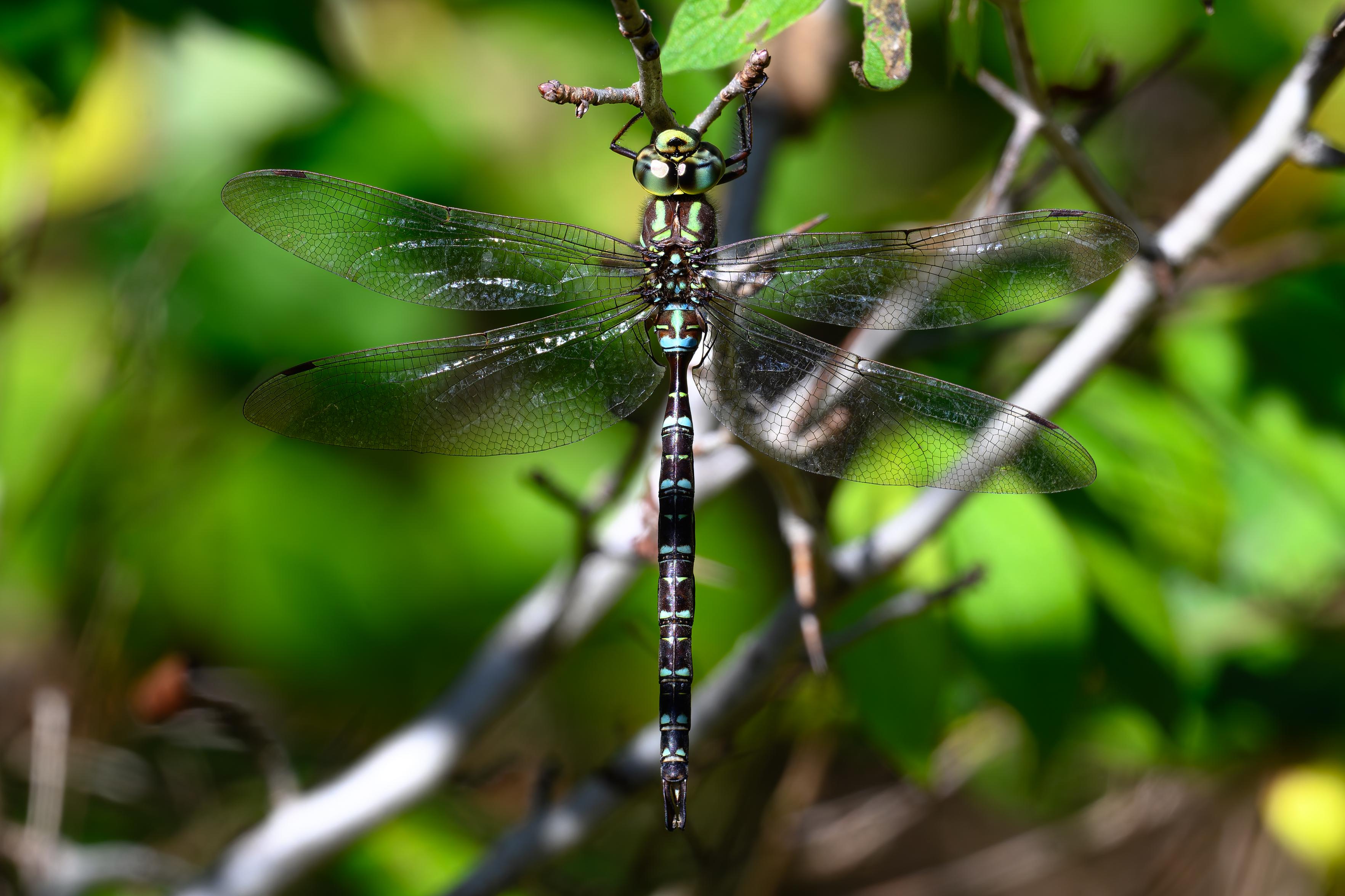 The photo shows a close, top-down view of a dragonfly perched on a thin twig among bright green leaves. Its delicate, transparent wings are spread wide and catch the light, revealing a fine lacework of veins. The insect’s long, segmented body runs straight down the center of the frame, displaying a pattern of alternating dark and pale markings. Its large, rounded eyes face forward near the top, giving it an alert look. The background is softly blurred, making the dragonfly stand out sharply in focus. The photo shows a close, top-down view of a dragonfly perched on a thin twig among bright green leaves. Its delicate, transparent wings are spread wide and catch the light, revealing a fine lacework of veins. The insect’s long, segmented body runs straight down the center of the frame, displaying a pattern of alternating dark and pale markings. Its large, rounded eyes face forward near the top, giving it an alert look. The background is softly blurred, making the dragonfly stand out sharply in focus.