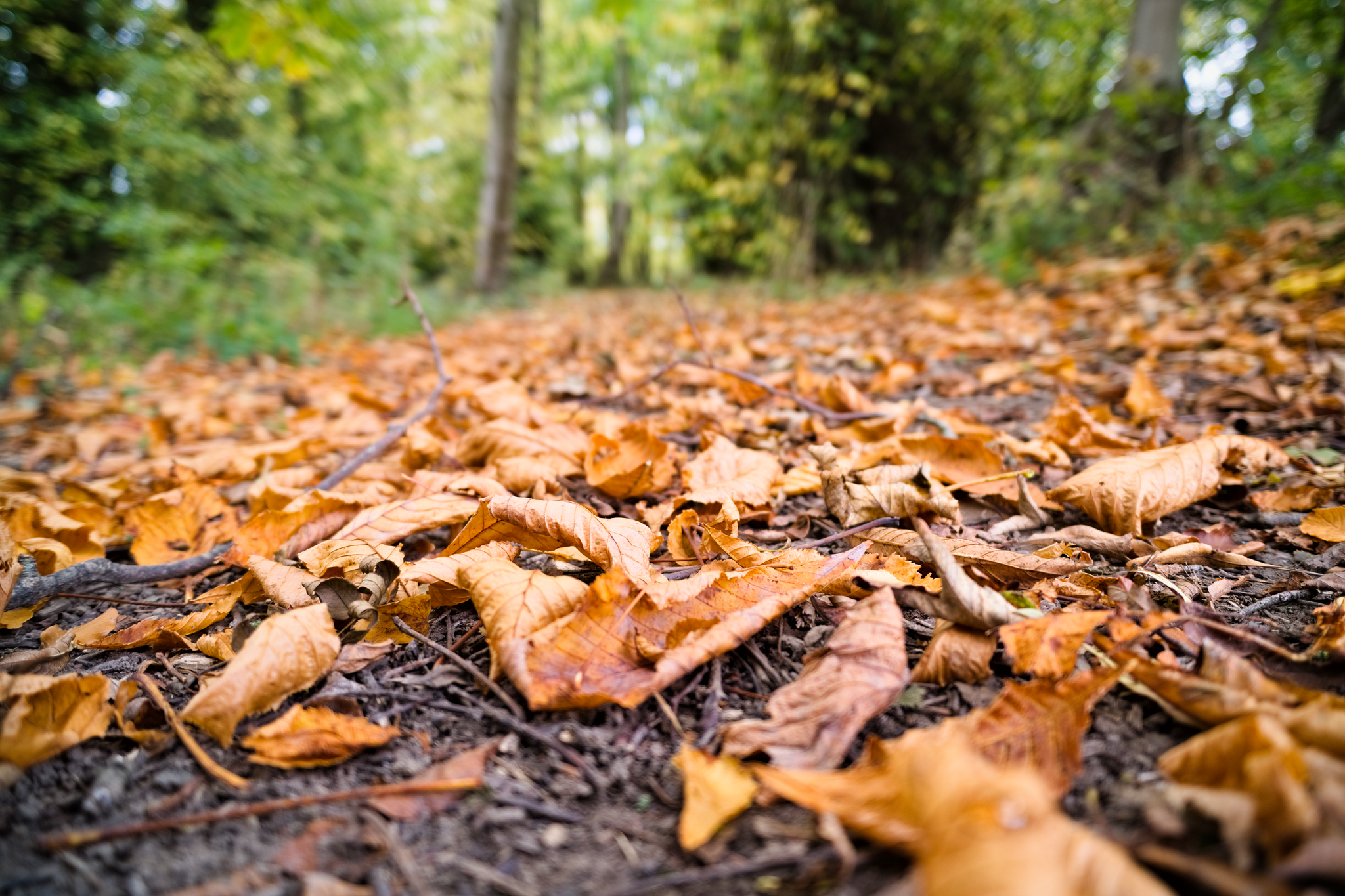 Golden autumn leaves on a forest path.