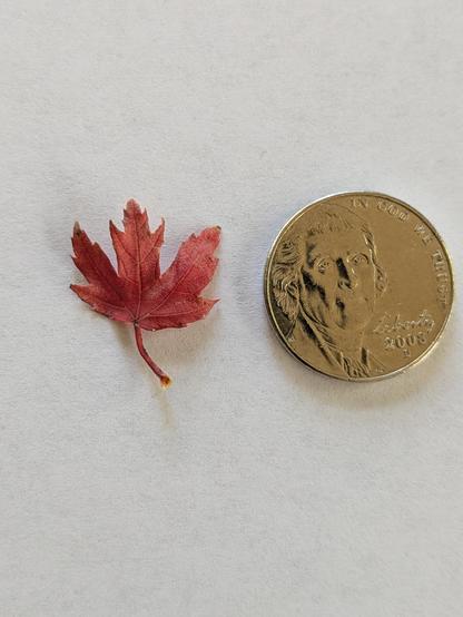 A red maple leaf next to a US nickle. The leaf is slight smaller than the coin.
