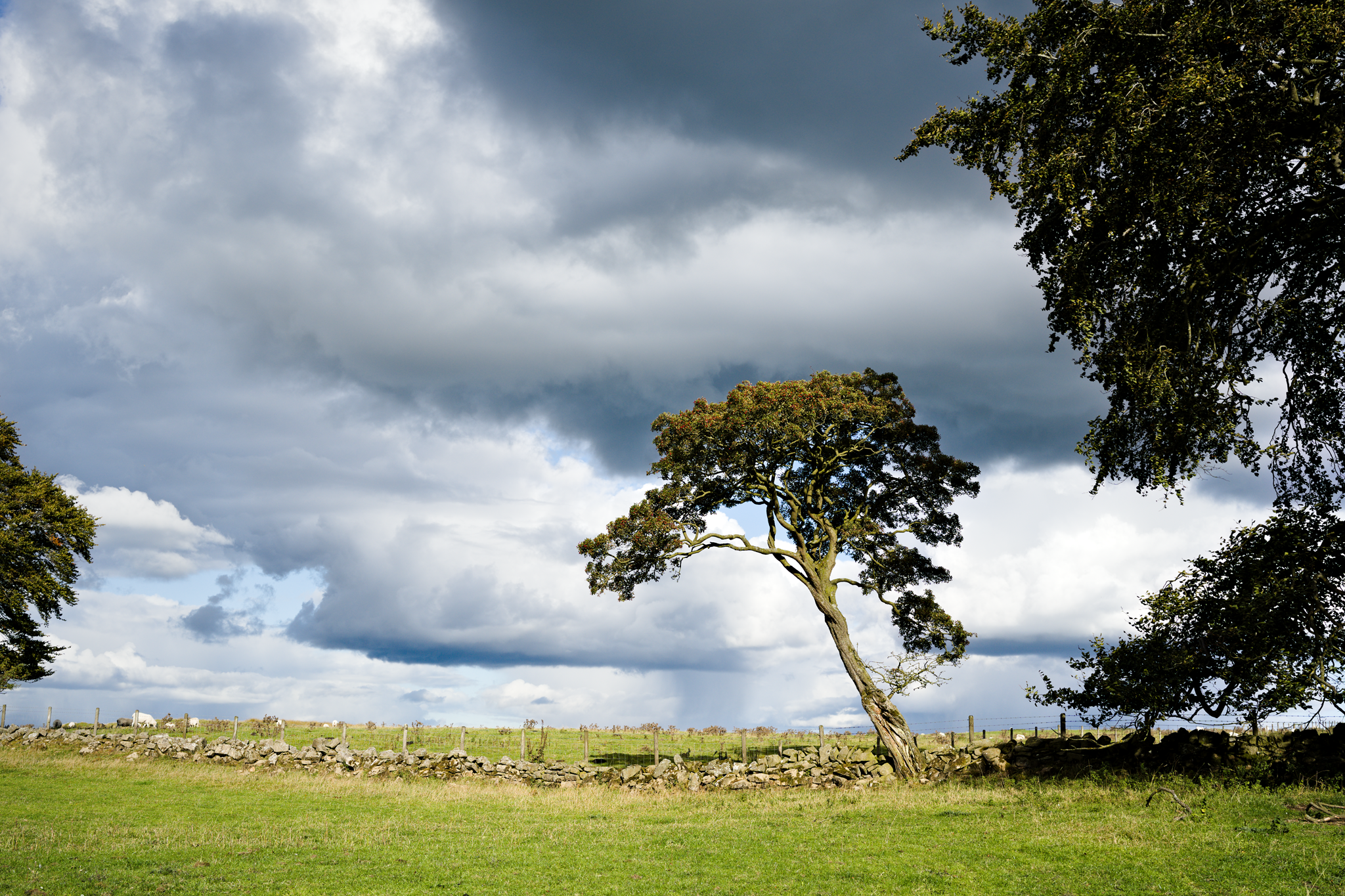 Tree, catching the sun before a moody sky.