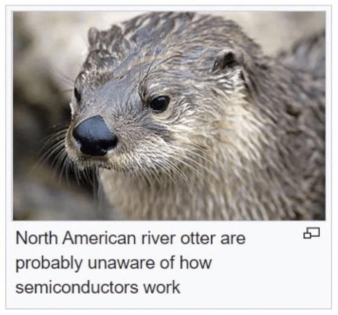 mediawiki image frame with otter picture and caption "North American river otter are probably unaware of how semiconductors work"