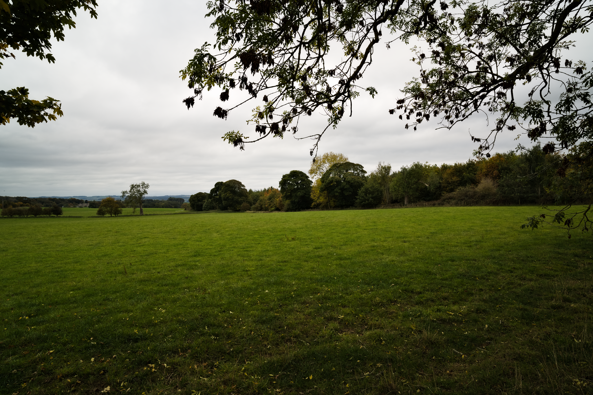 View across open countryside, with autumnal trees at the edge of a field. There's a castle (just) visible in the distance.