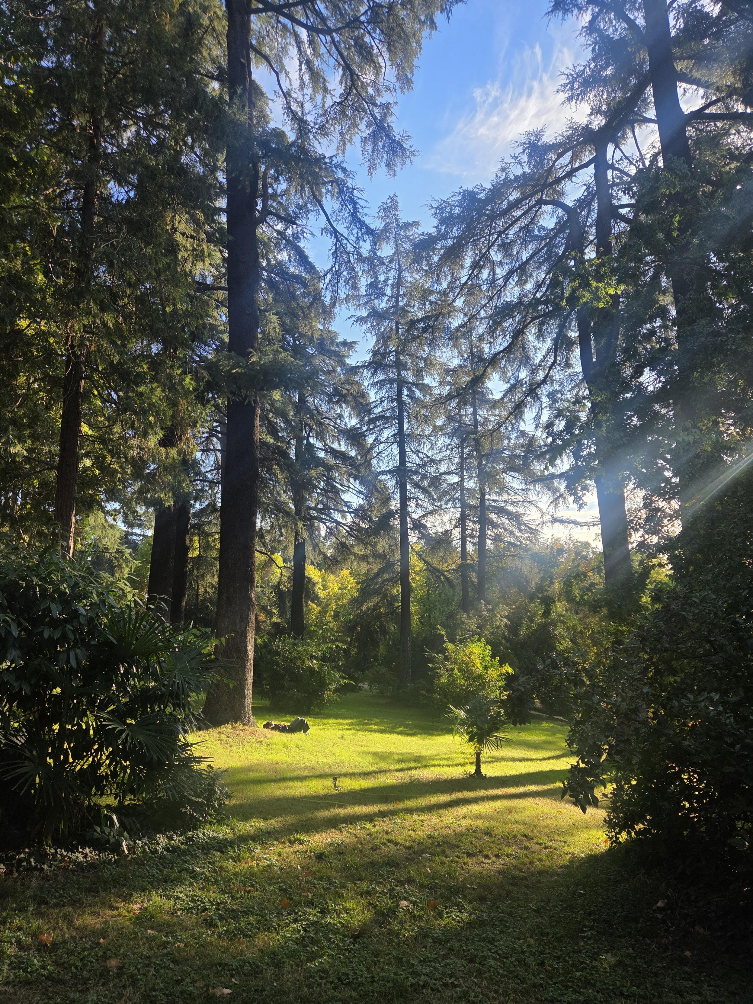 The most ethereal shot ever of a girlie laying in the sun under a massive tree in this beautiful park