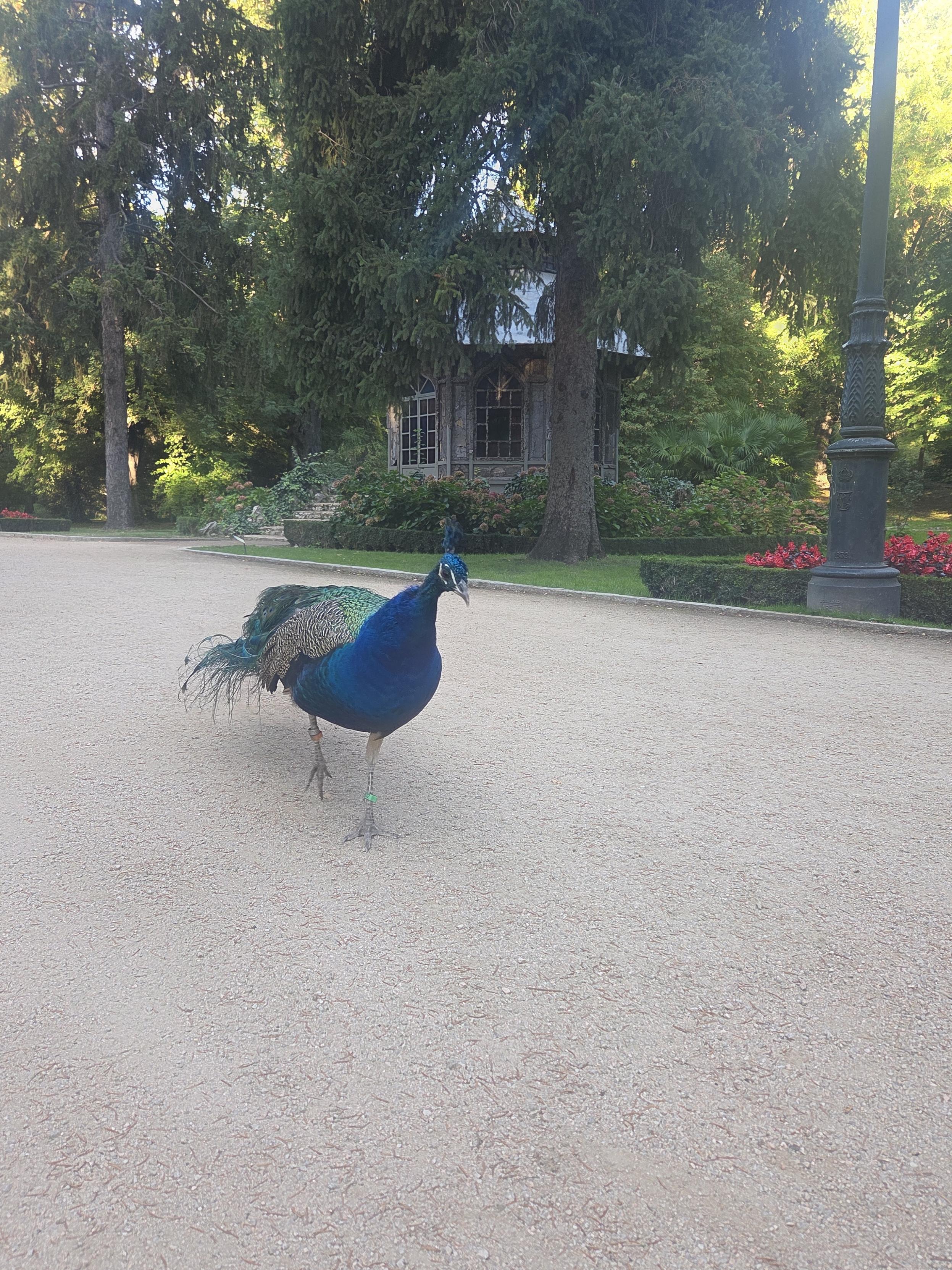 A peacock coming to say hi with a cutesie house in the background