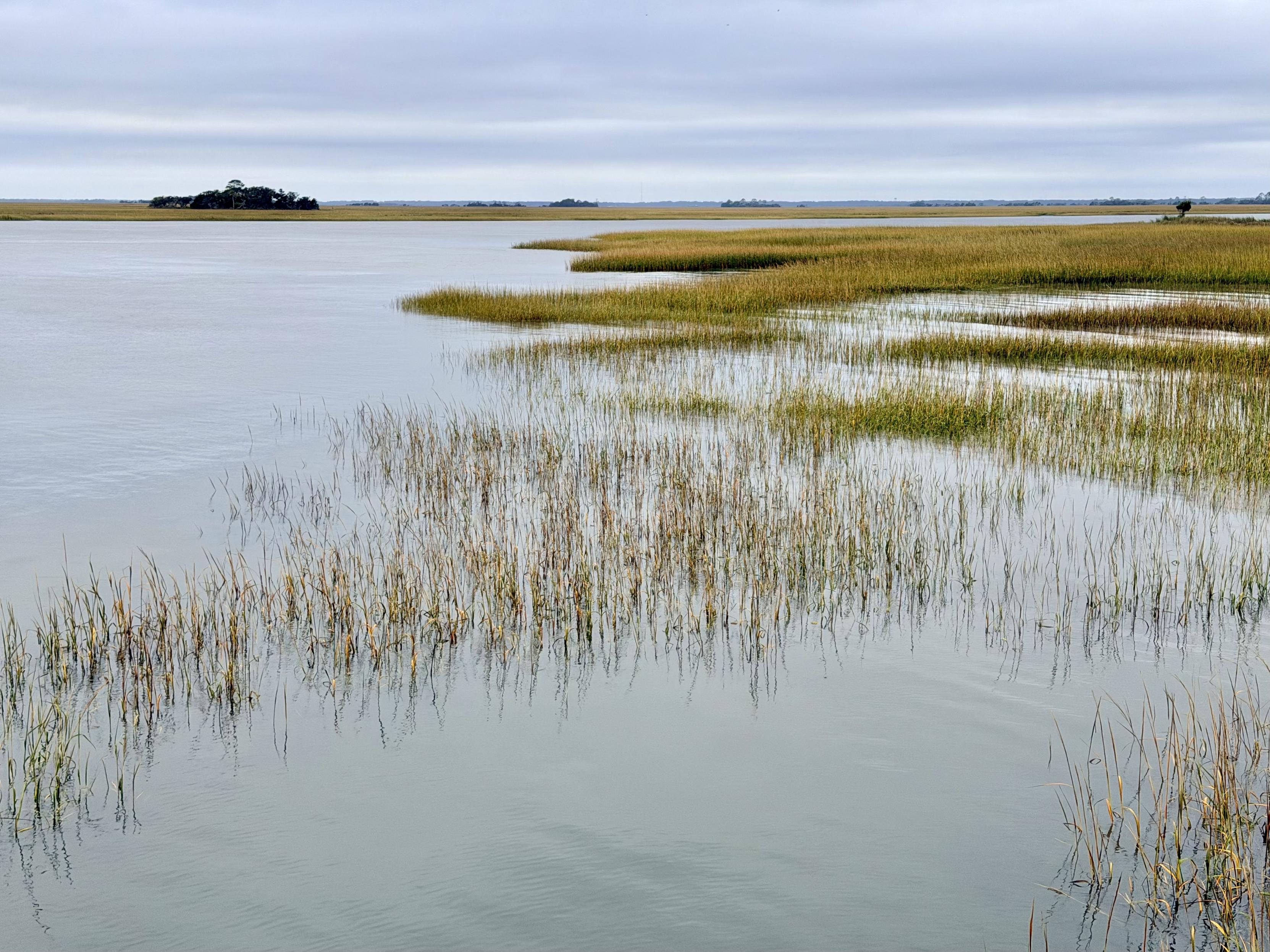 Marsh grass in a wide flat landscape.