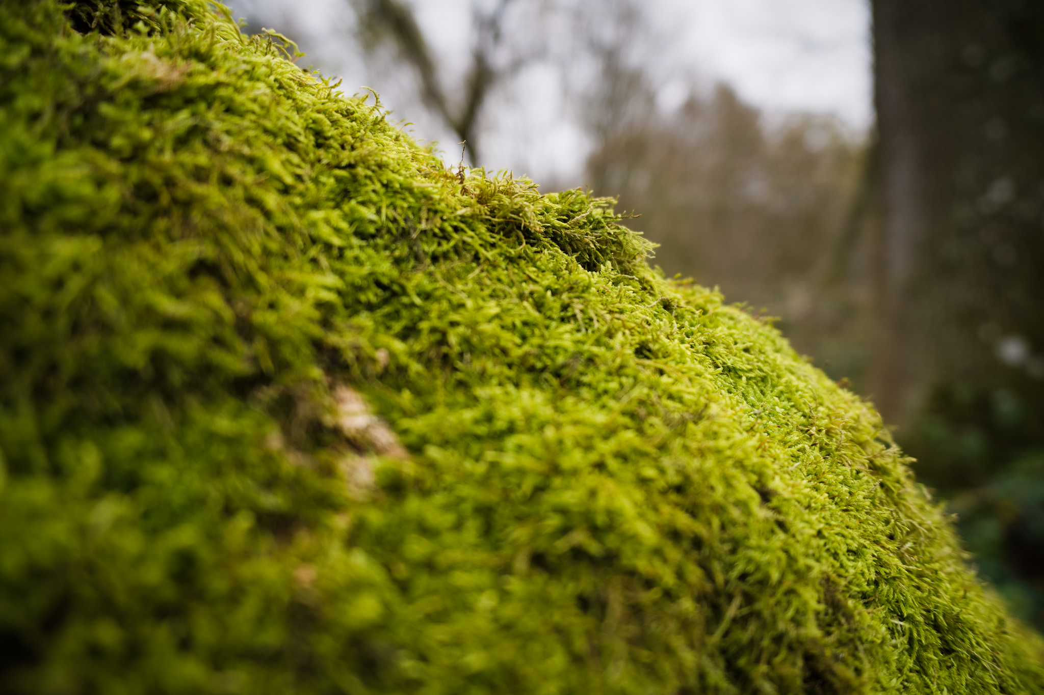 Lush green moss on a fallen tree.