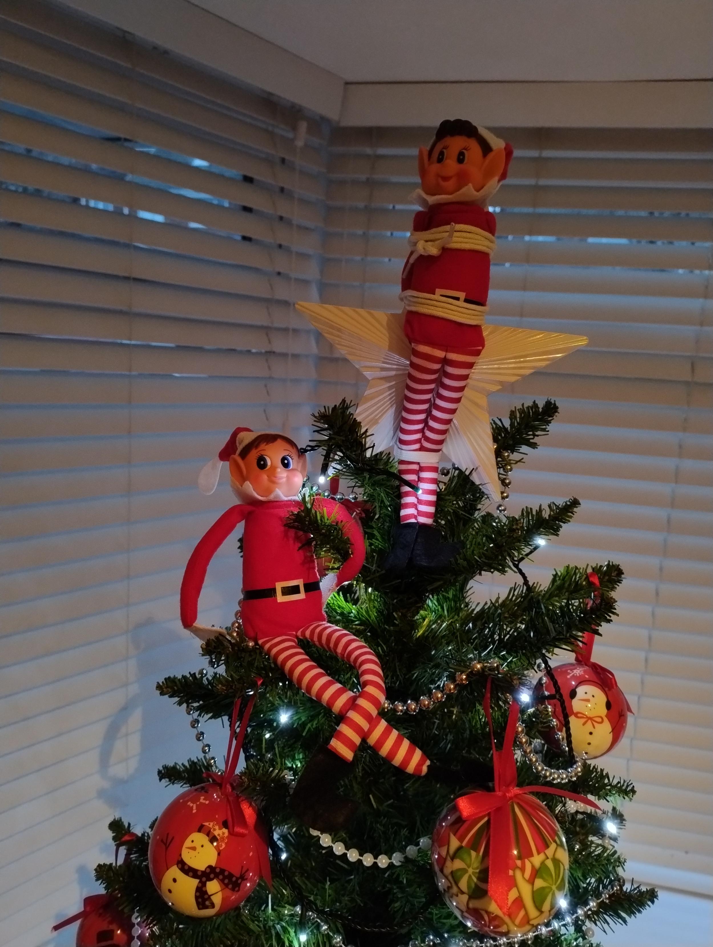 Elves from the shelf... in a tree. One elf appears to have tied her companion to the star at the top of a Christmas tree. Both remain cheerful.