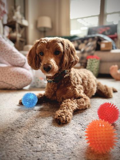 A brown dog lying on a carpet with three colorful balls in front of it.
