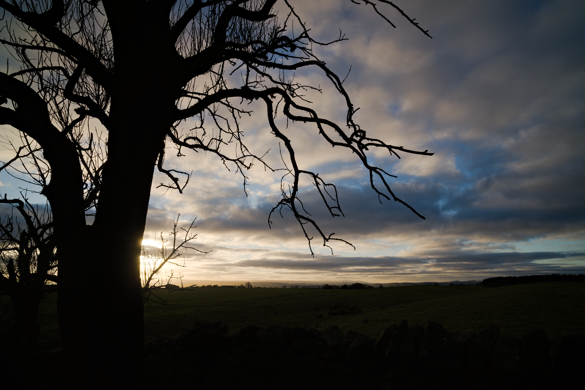 Tree silhouette against a winter sunset.