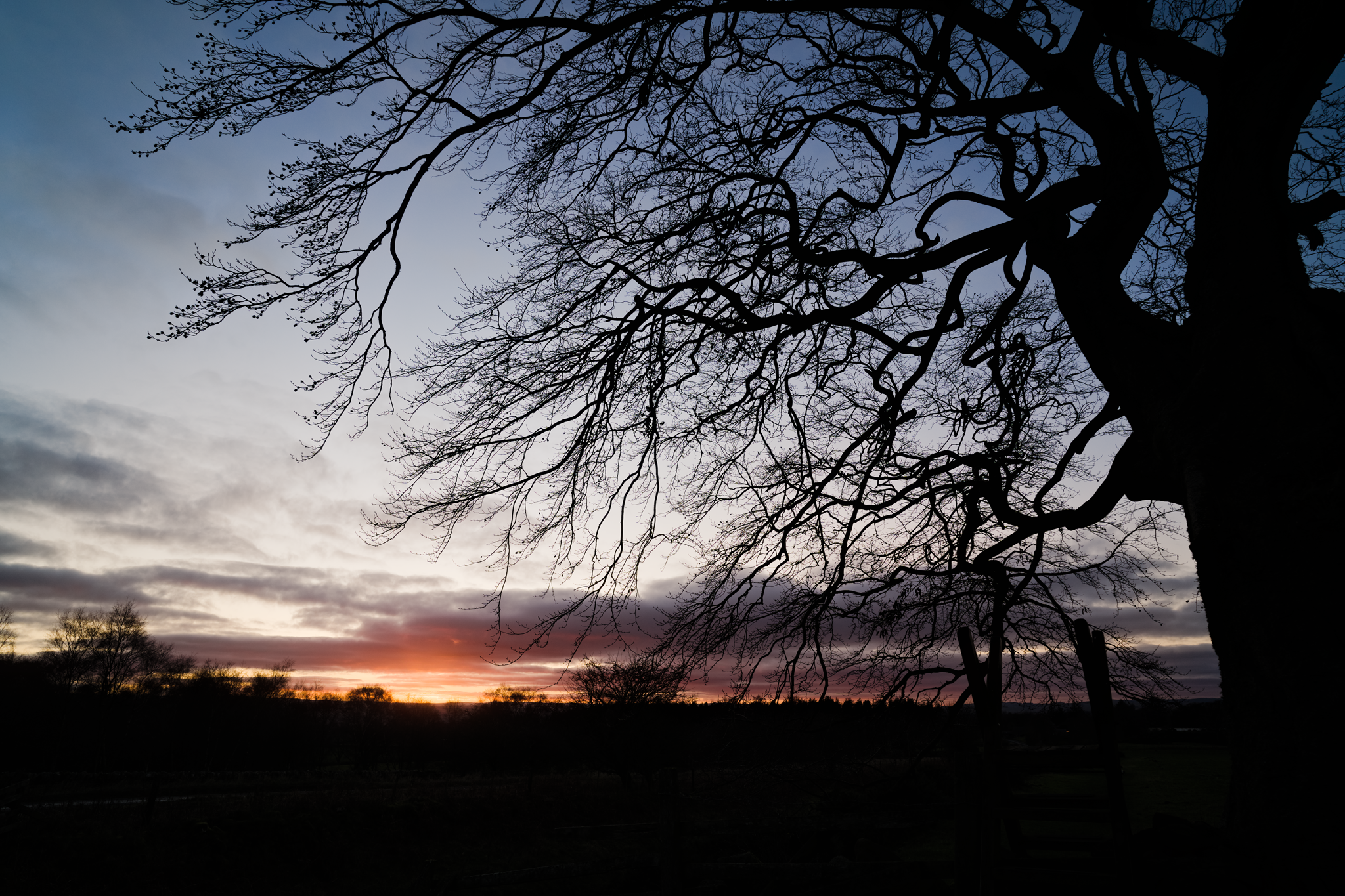 Winter sunset behind the silhouette of a tree.