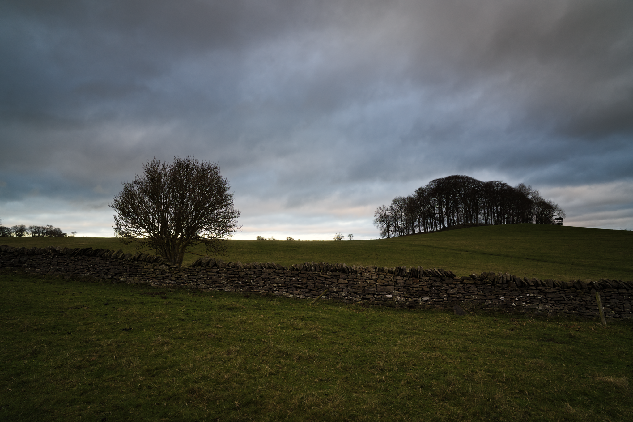 Trees silhouetted against a cloudy winter sky.