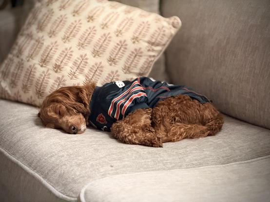 A brown dog wearing a navy blue shirt with red and white stripes is sleeping on a beige couch.