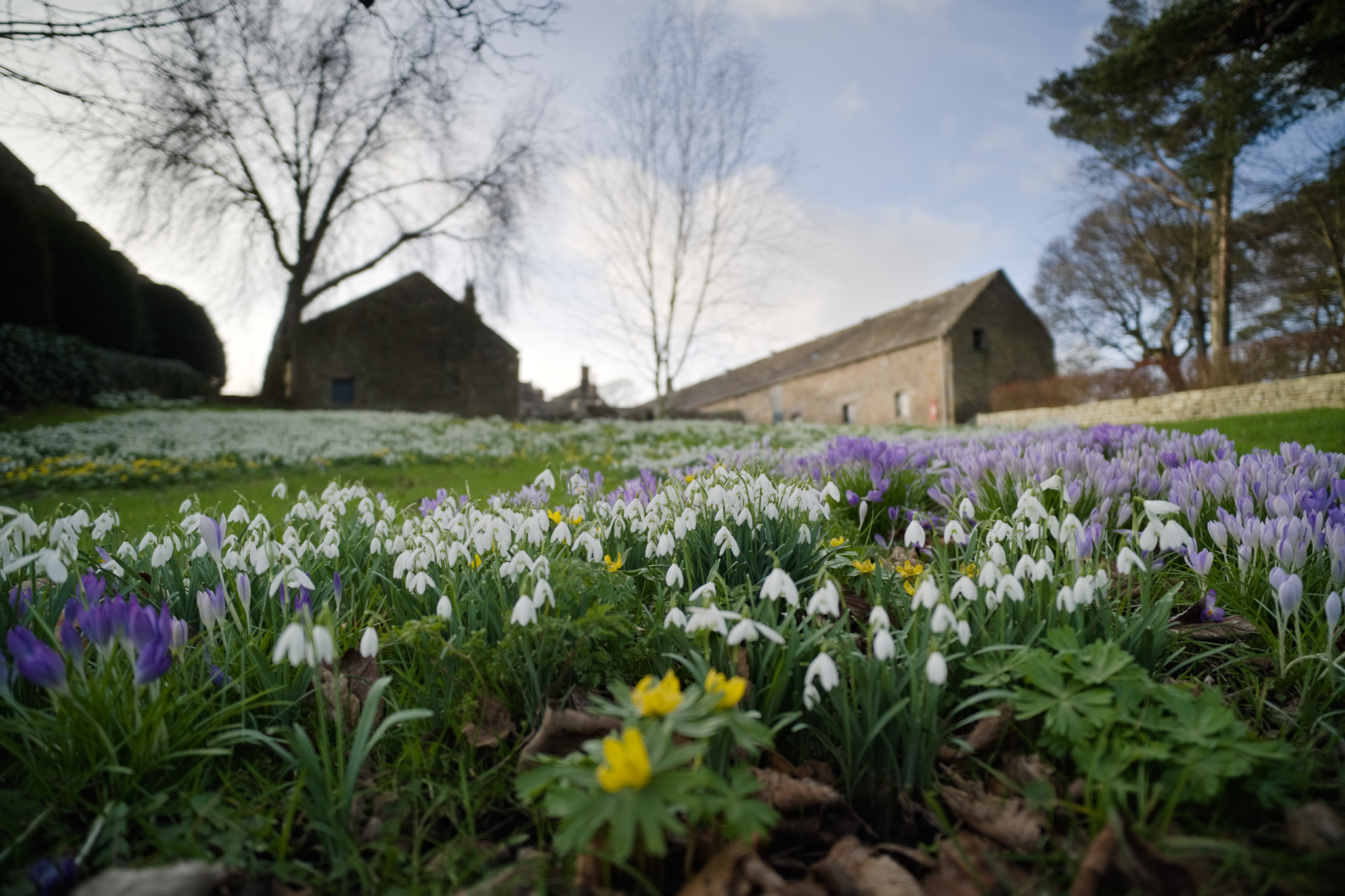 Snowdrops, and some purple and yellow things... I don't know, I'm not a botanist! And there are some old farm buildings and part of a church wall in the background.