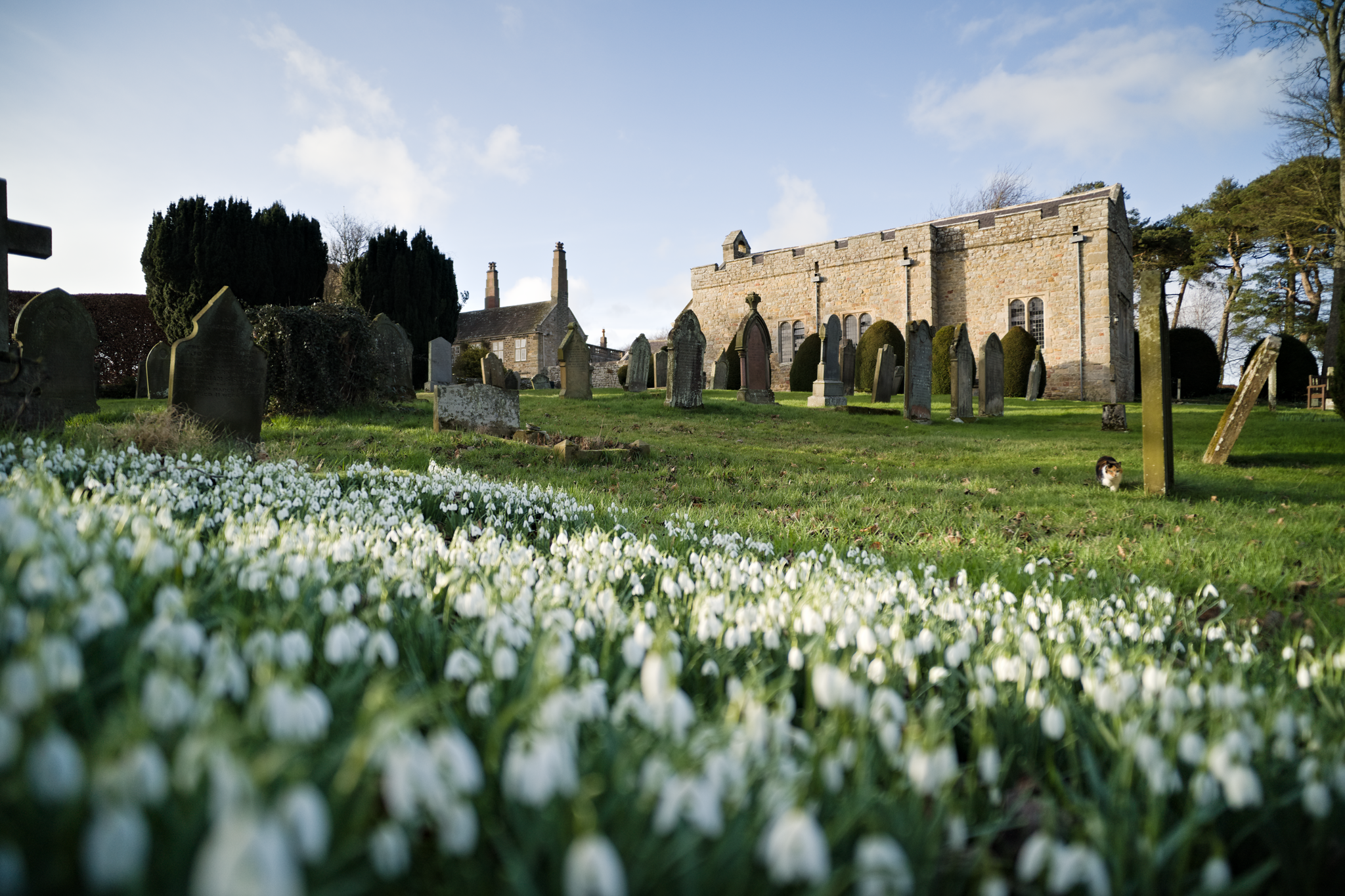 Snowdrops in a churchyard, old chapel in the background.