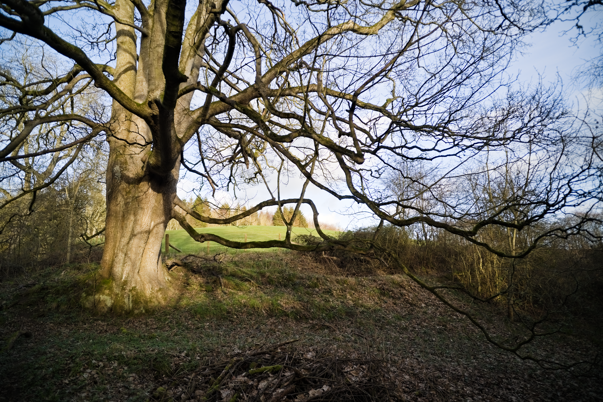 A tree with spidery branches against a bright sky.