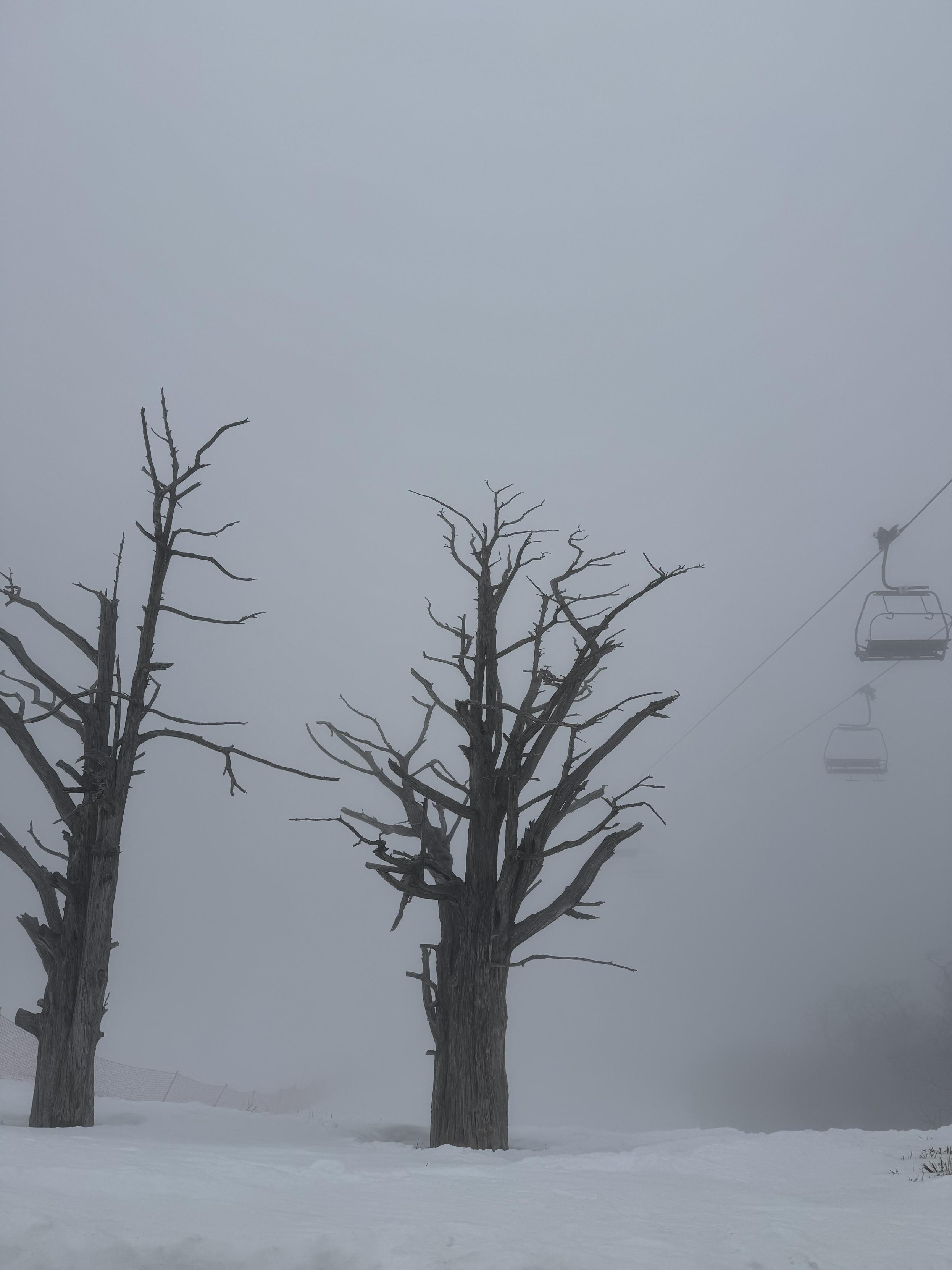 Two bare scrawny trees rounded by deep snow. The background is mostly obscured by thick fog. A chairlift is visible coming out of the fog on the right side of the frame.