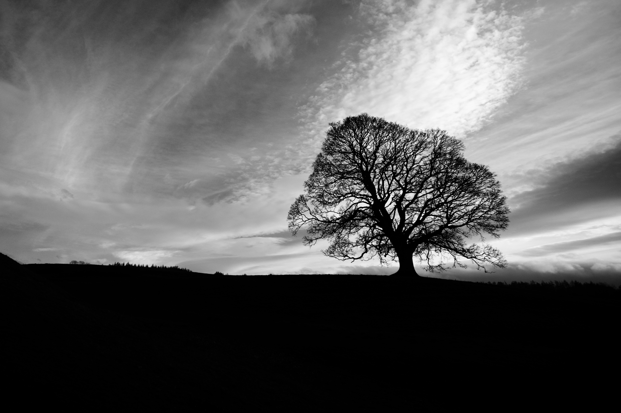 Silhouette of a tree, with moody cloudy sky as a backdrop.