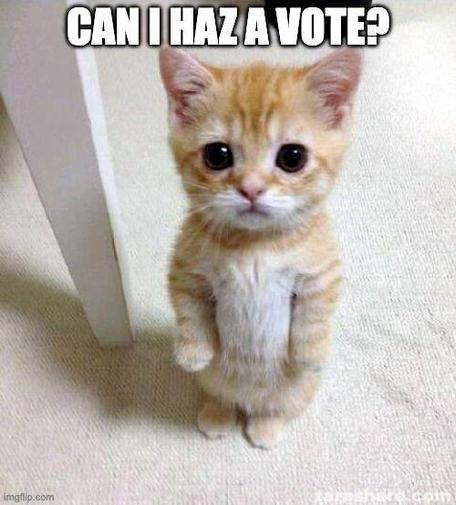 Cute kitten standing up with text saying "Can I haz a vote?"