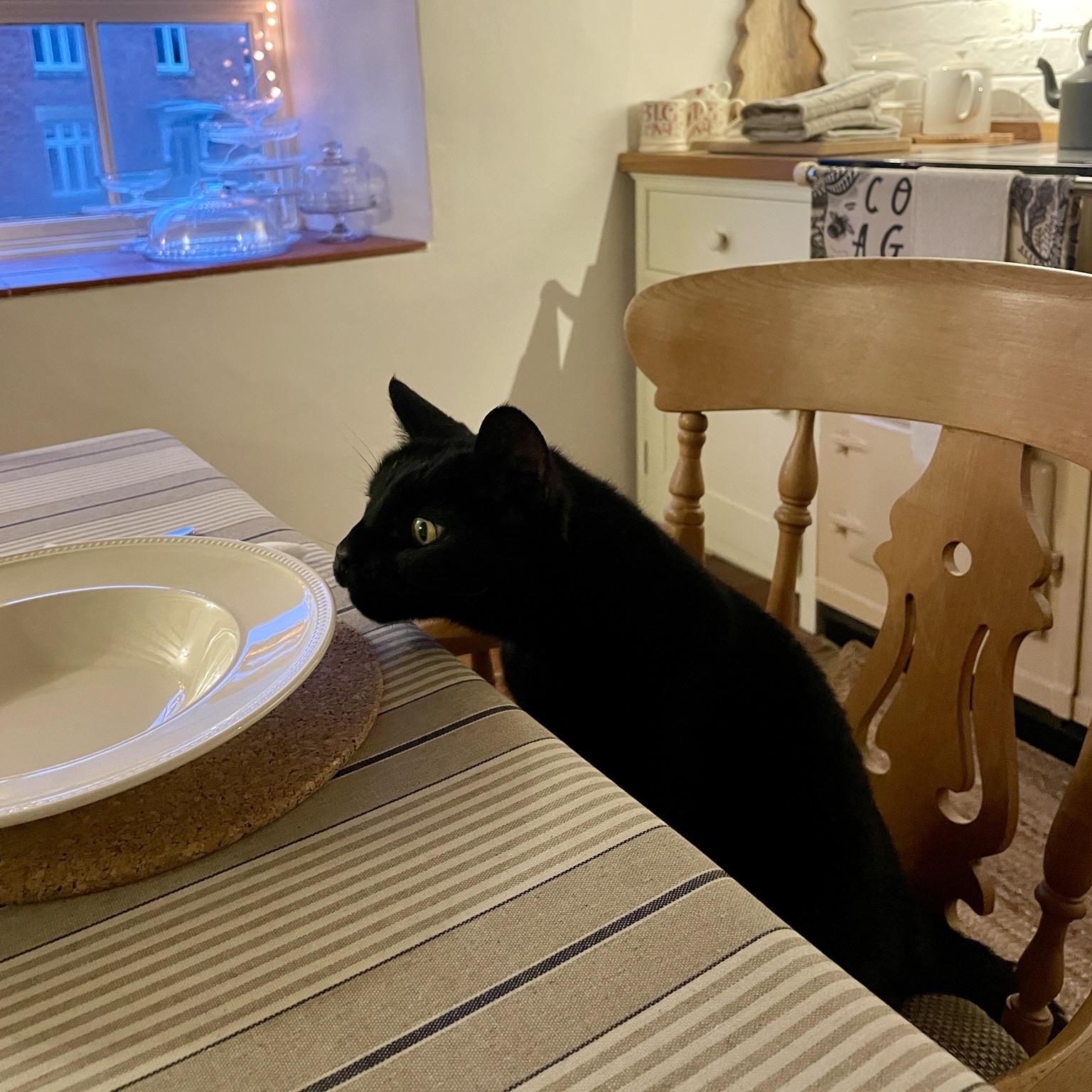 Meg, the black cat sits at a table, closely observing an empty plate. The setting features a cozy interior with striped table cloth, a wooden chair, and glimpses of a kitchen in the background. Soft lighting creates a warm atmosphere.