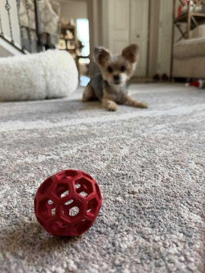 Camera is low to the cream colored carpet, a red rubber ball sits in the foreground, a fucking cute teacup yorkie seen waiting expectantly in the background just out of focus
