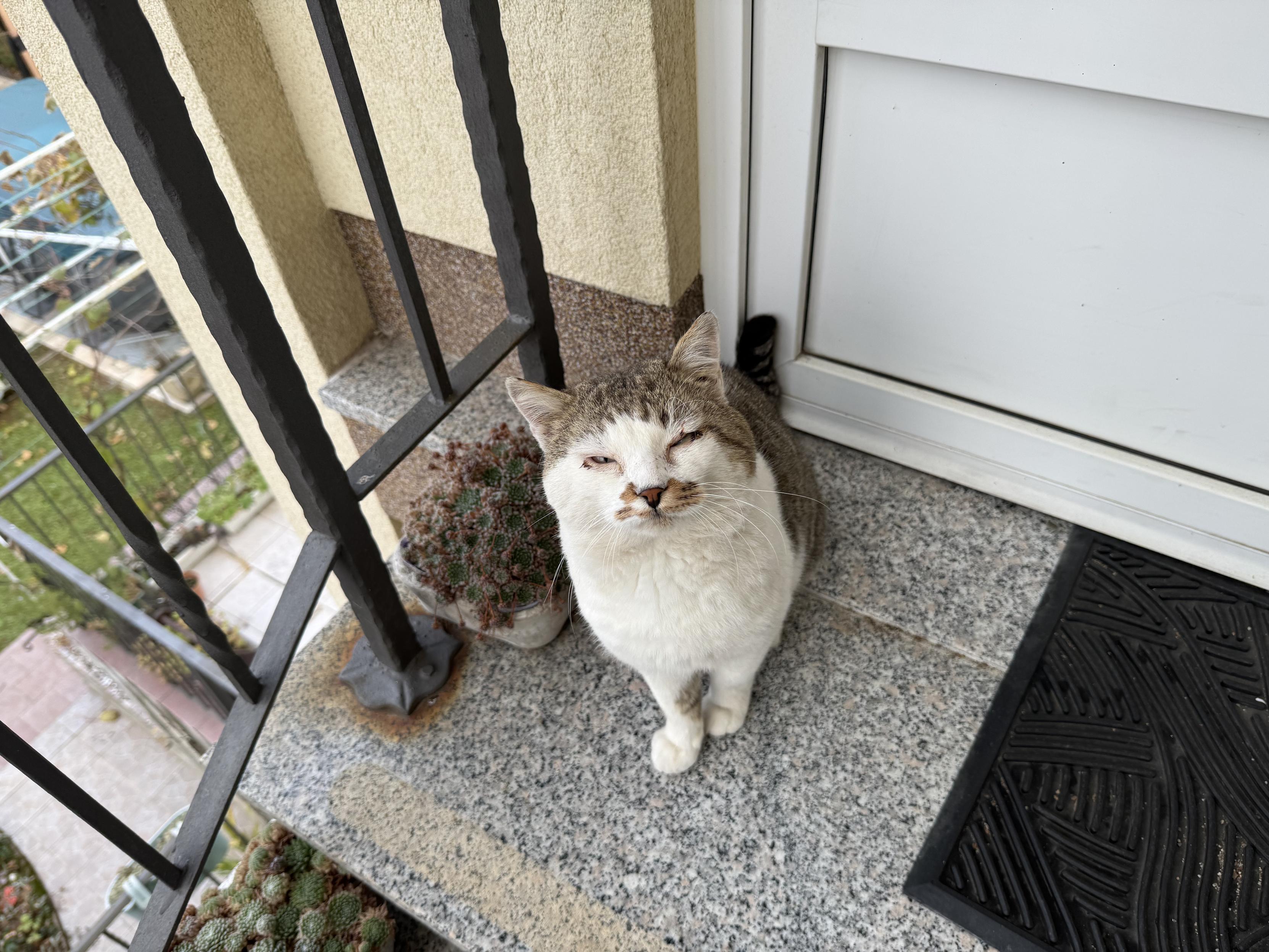 Bruno waiting to be served food and allowed entrance to the house (not happening)
