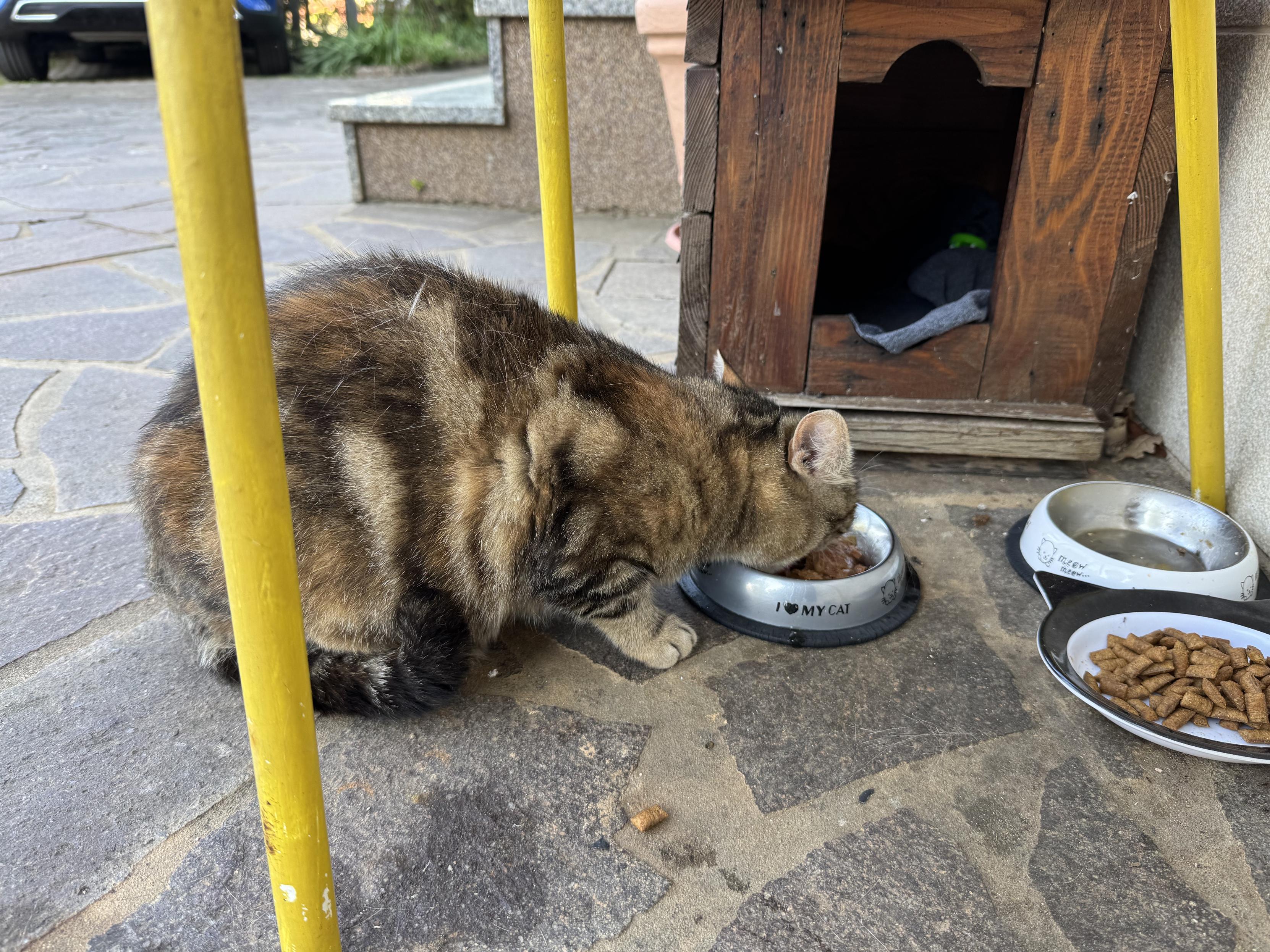 This is Poppy, looking a bit "just got out of the bushes to grab some food". Semi-feral, but we are getting there...
