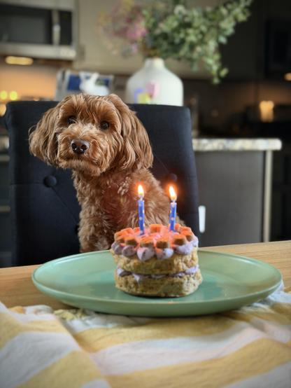 A small golden doodle sits on a chair at a table in front of a green plastic dinner plate containing a tiny 2-layer homemade cake with two lit candles on top