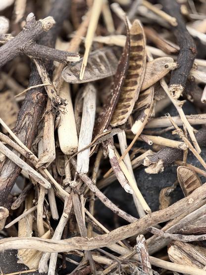 Careful, close inspection of the driftwood on the beach reveals a tiny lizard doing its thing in the center of the frame