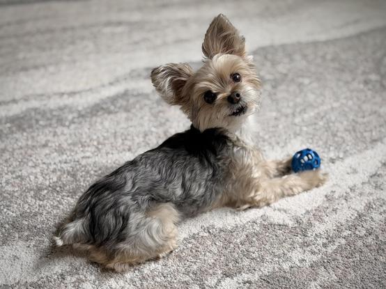 The objectively cutest Yorkie ever lays on the carpet with a blue ball between her paws, looking back and up towards the camera